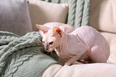 Photo of Adorable Sphynx cat on sofa at home. Lovely pet