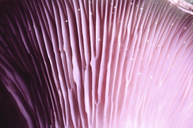 Image of Fresh psilocybin mushroom, macro view. Gills of magic mushroom with stars, color toned