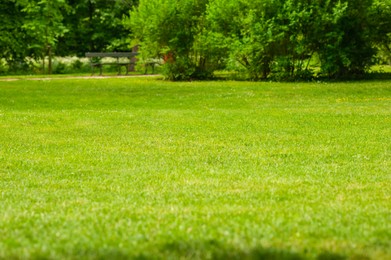 Photo of Beautiful green lawn with freshly mown grass in park