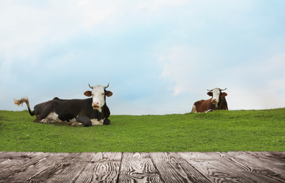 Image of Empty wooden table and beautiful cows resting in field on background. Animal husbandry concept 