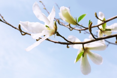 Photo of Magnolia tree branches with beautiful flowers against blue sky. Awesome spring blossom