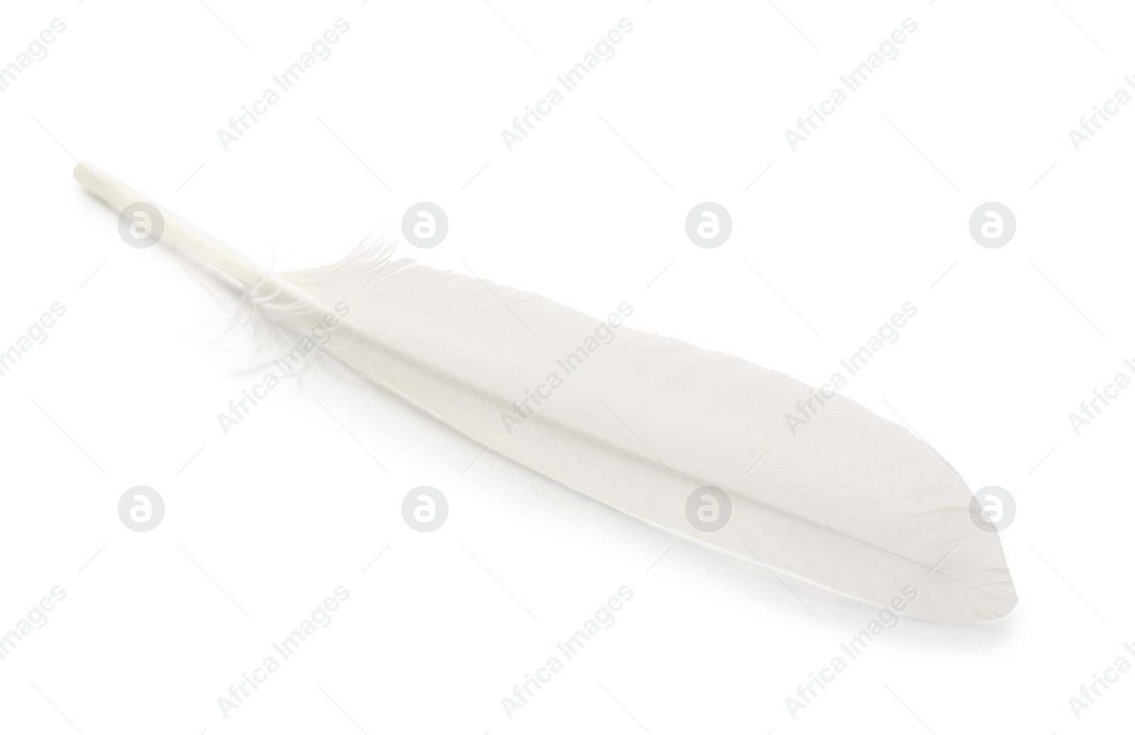 Photo of One fluffy beautiful feather isolated on white