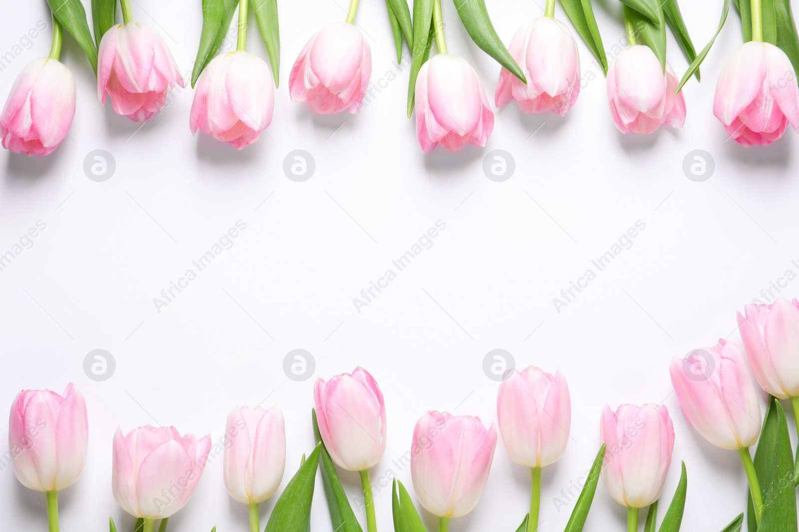 Photo of Beautiful pink spring tulips on white background, top view. Space for text