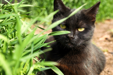 Homeless black kitten lying near green grass. Stray animal