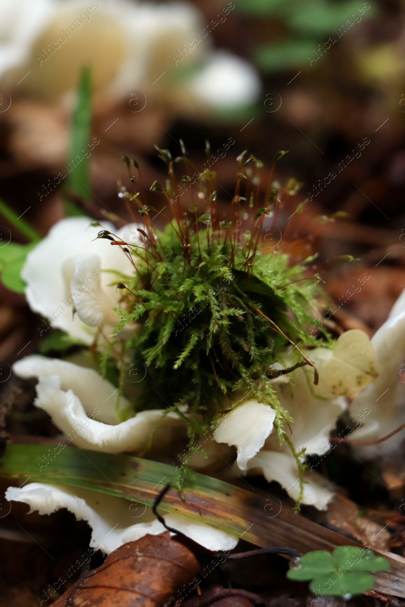 Photo of Wild oyster mushrooms and green vegetation in forest