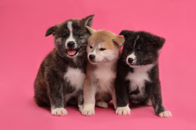 Photo of Cute Akita inu puppies on pink background. Friendly dogs