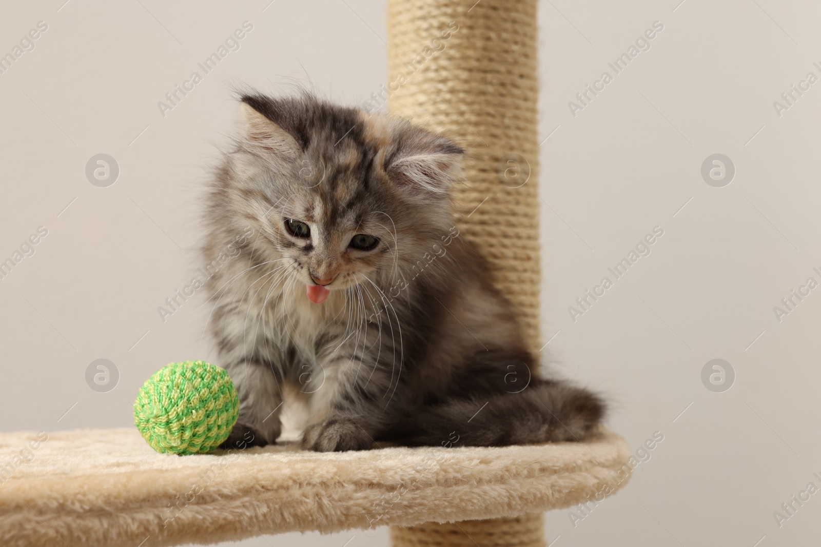 Photo of Cute fluffy kitten with ball on cat tree against light background