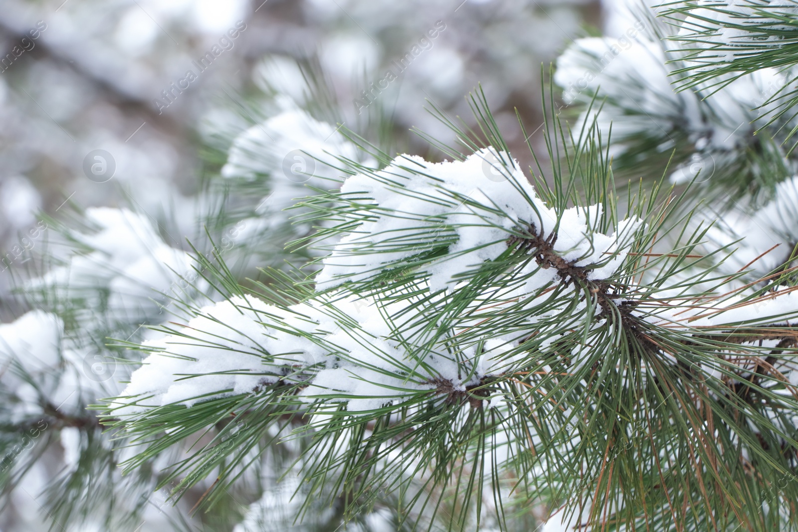 Photo of Conifer tree branches covered with snow in forest, closeup