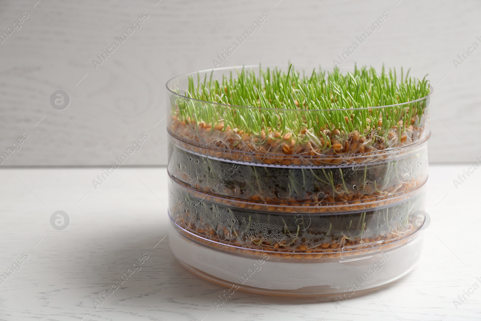 Photo of Wheat grass in sprouter on table against light background, space for text