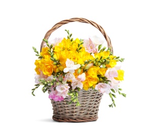 Beautiful blooming freesias in wicker basket isolated on white