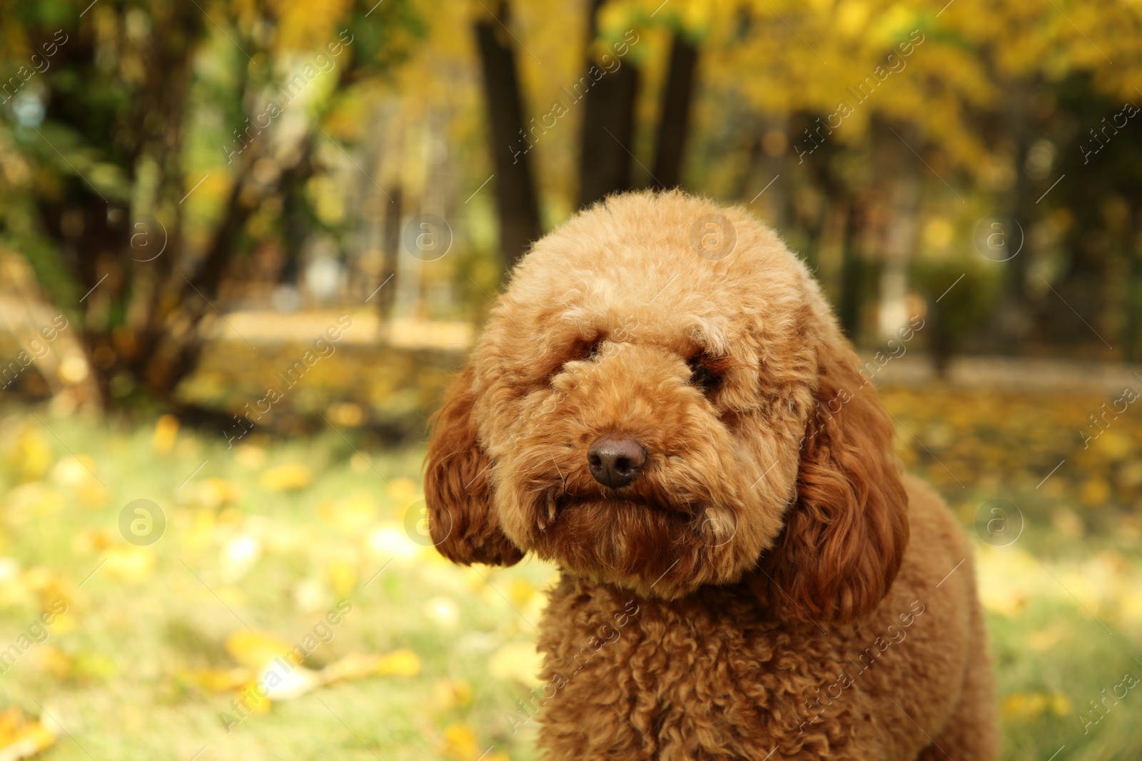 Photo of Cute fluffy dog in autumn park, space for text