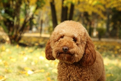 Photo of Cute fluffy dog in autumn park, space for text