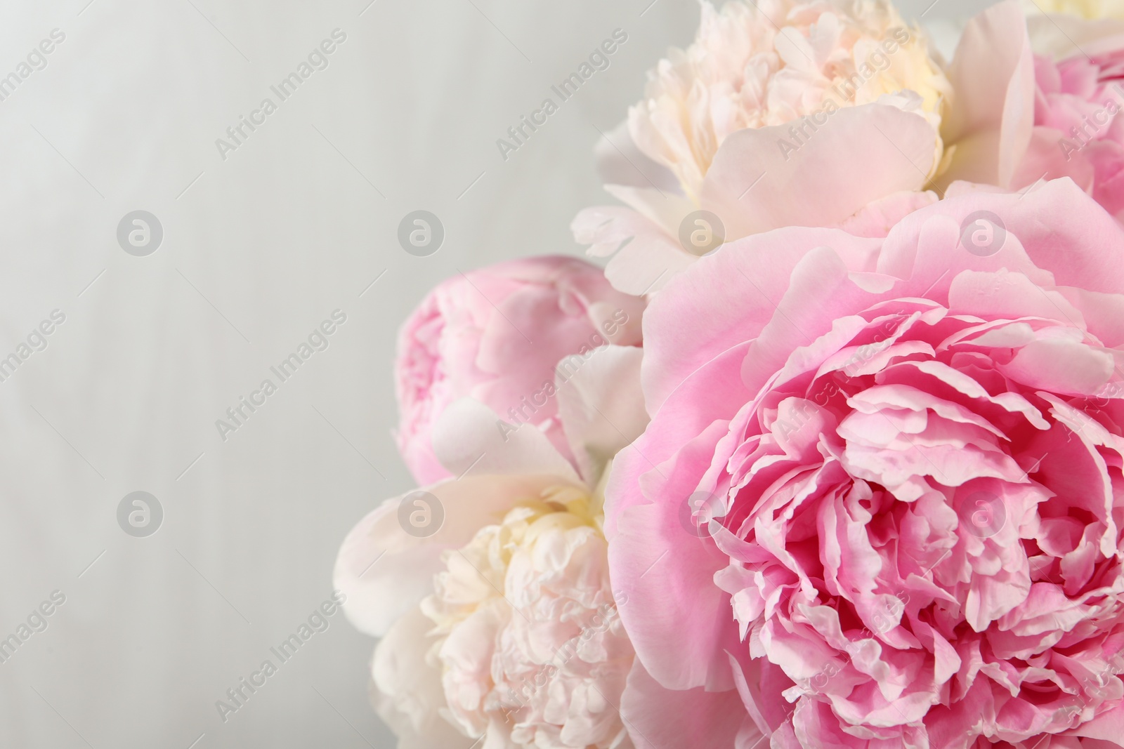 Photo of Beautiful peony flowers on light background, closeup