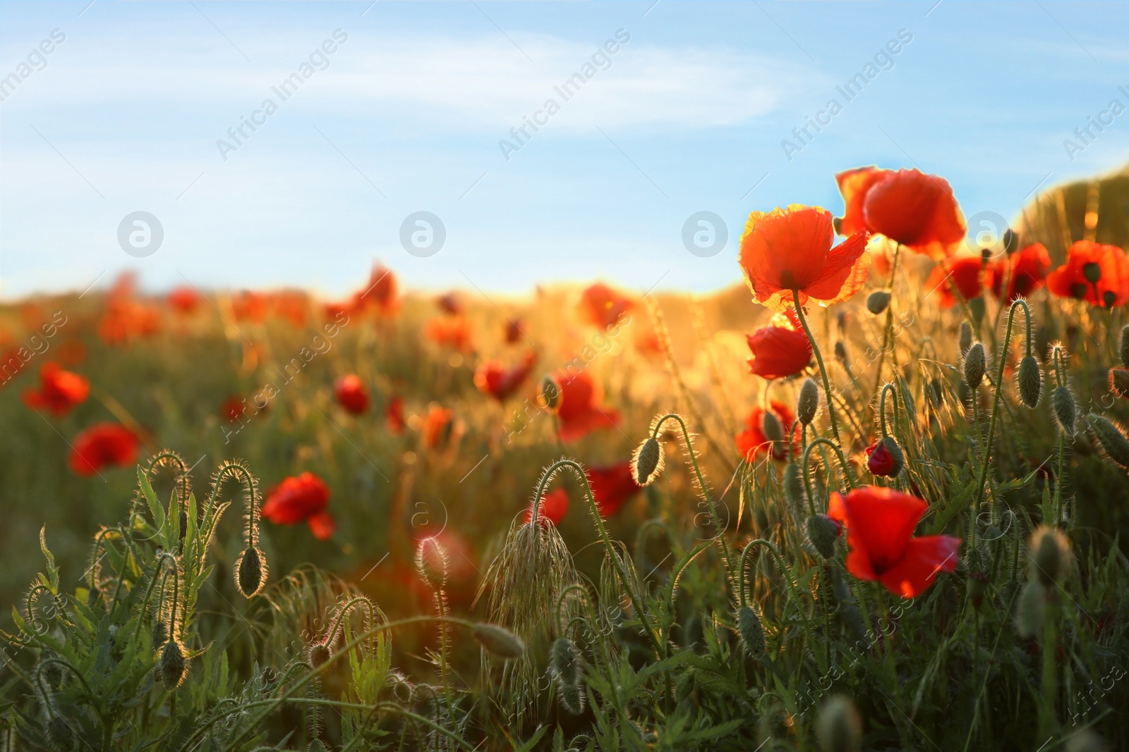 Photo of Sunlit field of beautiful blooming red poppy flowers and blue sky