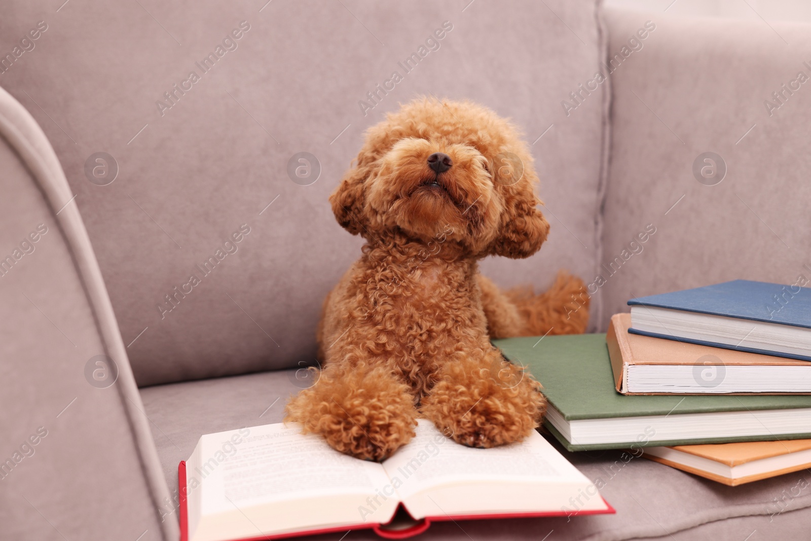 Photo of Cute Maltipoo dog with books on armchair. Lovely pet