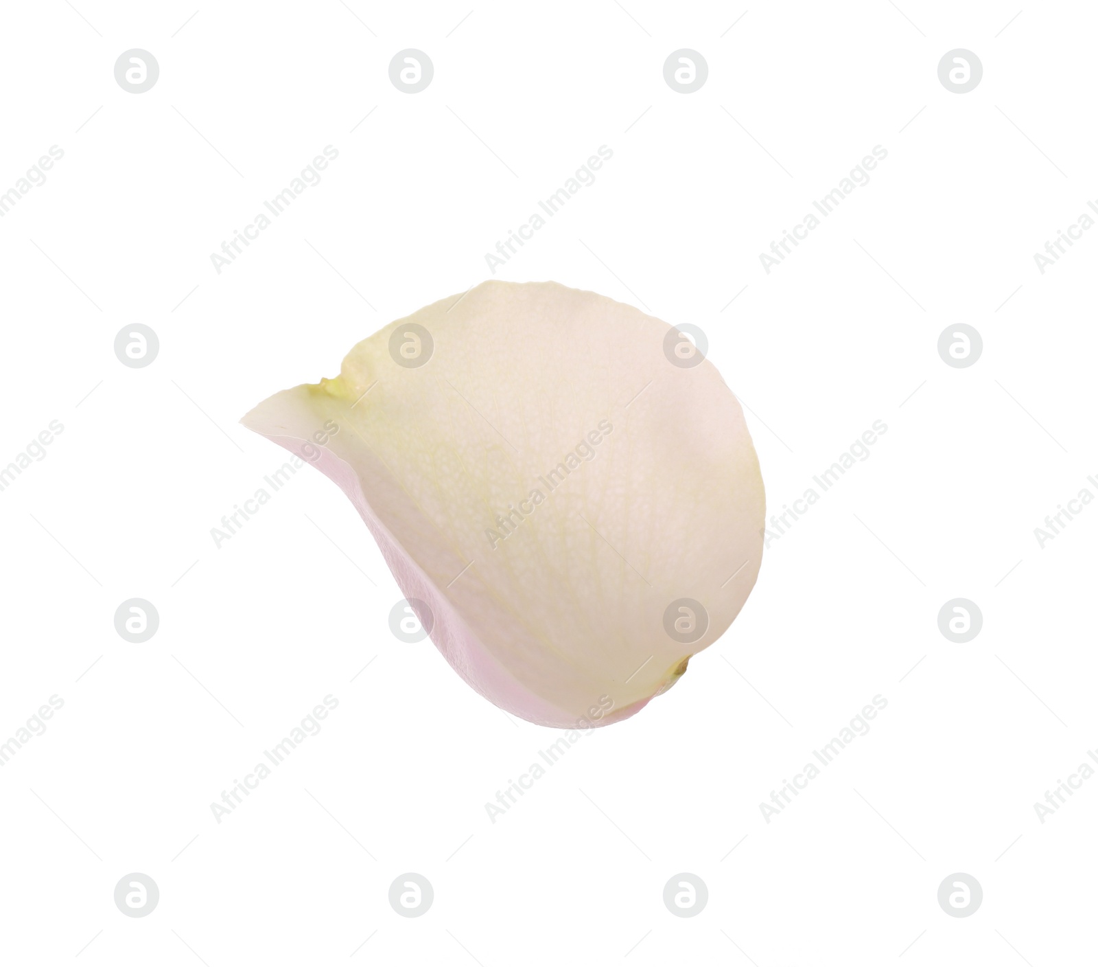 Photo of Beautiful fresh rose petal isolated on white