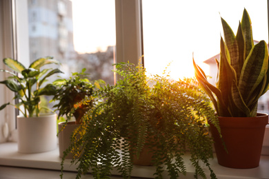 Photo of Different potted plants on window sill at home