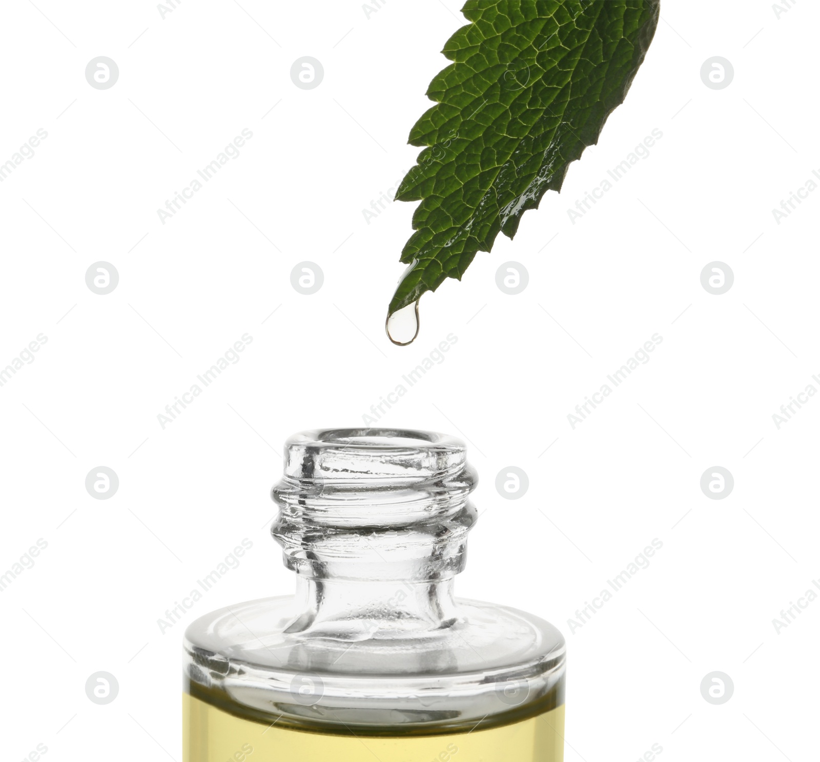 Photo of Dripping nettle oil from leaf into glass bottle isolated on white, closeup
