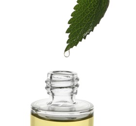 Dripping nettle oil from leaf into glass bottle isolated on white, closeup