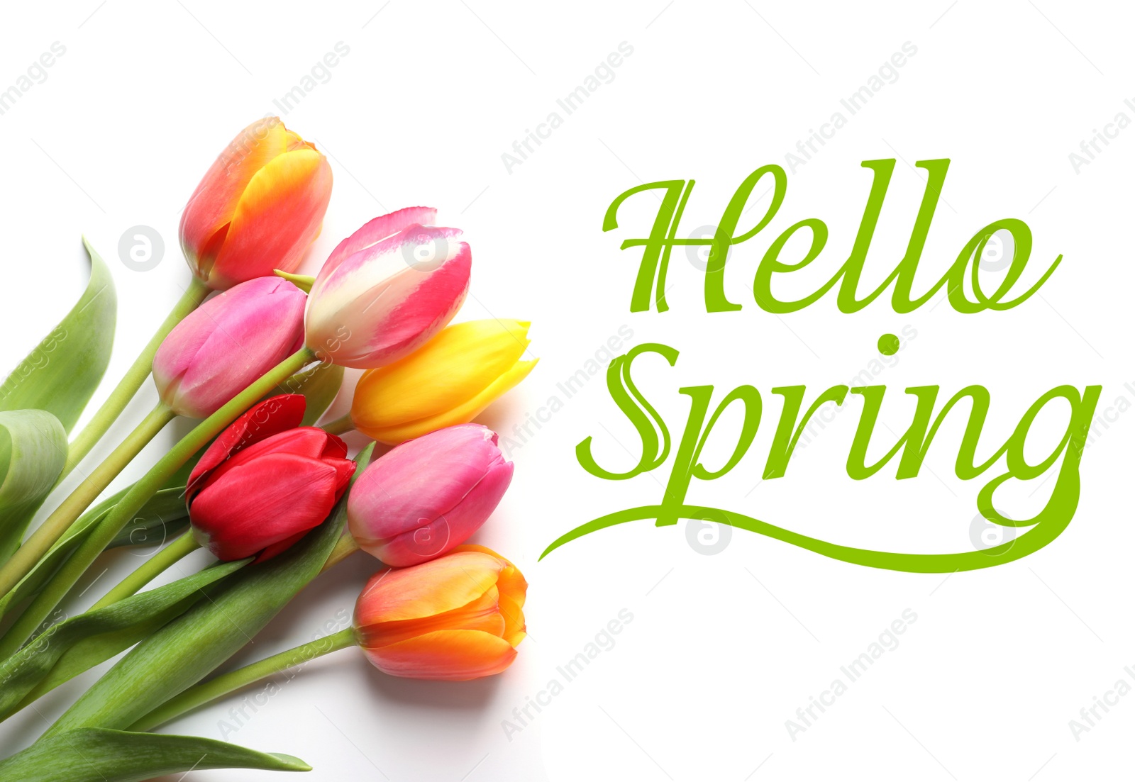 Image of Hello Spring. Beautiful tulips on white background, top view