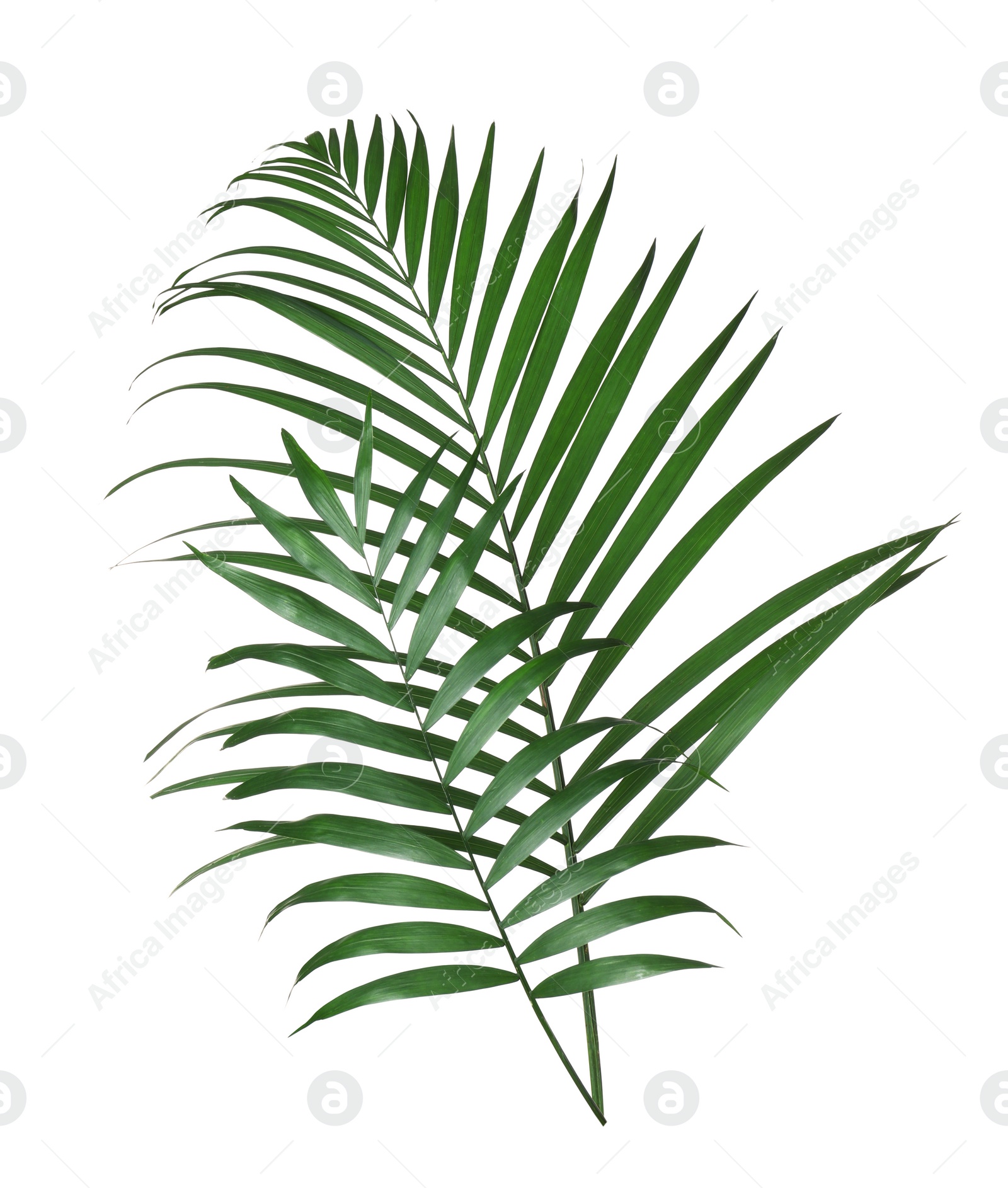 Photo of Beautiful lush tropical leaves isolated on white