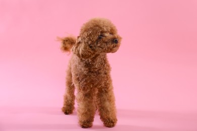 Photo of Cute Maltipoo dog on pink background. Lovely pet