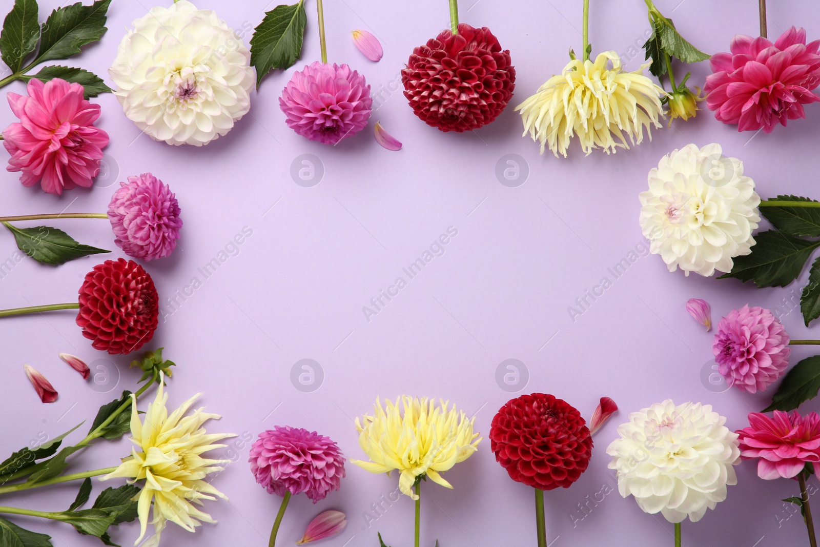 Frame made of beautiful dahlia flowers on violet background, flat lay. Space for text Photo of Frame made of beautiful dahlia flowers on violet background, flat lay. Space for text