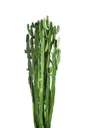 Photo of Beautiful cactus on white background. Tropical plant