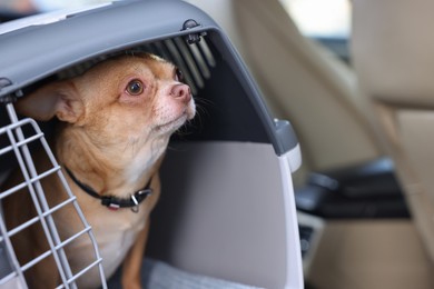 Photo of Small Chihuahua in pet carrier inside car, closeup