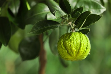 Closeup view of bergamot tree with fruit outdoors