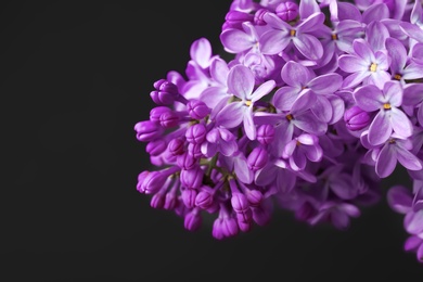 Beautiful blossoming lilac on dark background. Spring flowers