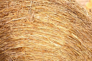 Hay bale roll as background, closeup view