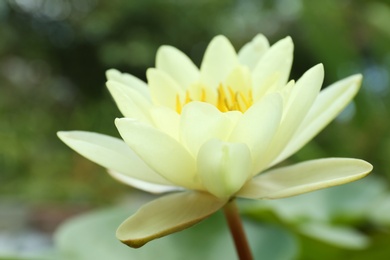 Beautiful white lotus flower on blurred background, closeup