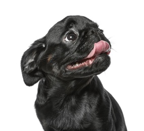 Photo of Adorable black Petit Brabancon dog on white background
