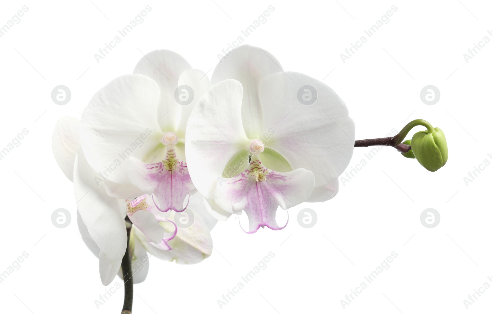 Photo of Branch with beautiful orchid flowers isolated on white