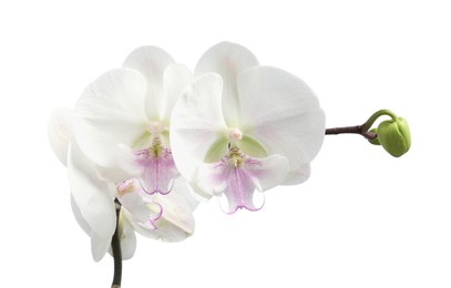 Photo of Branch with beautiful orchid flowers isolated on white