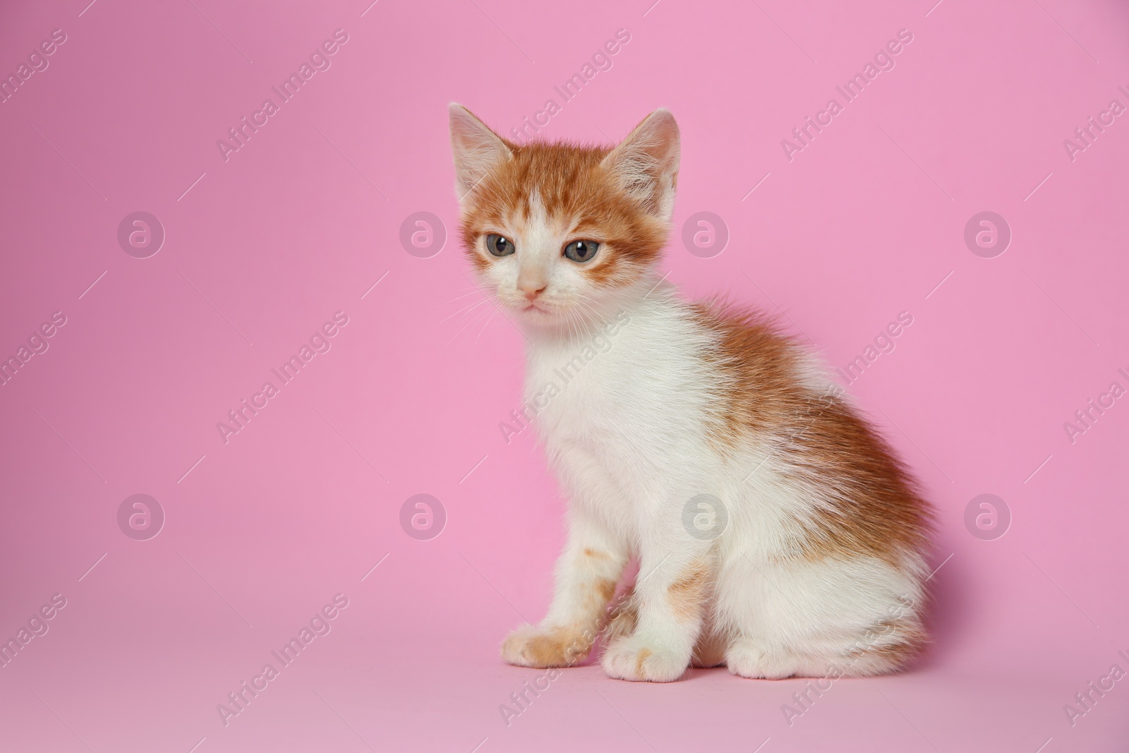 Photo of Cute little kitten on pink background. Baby animal