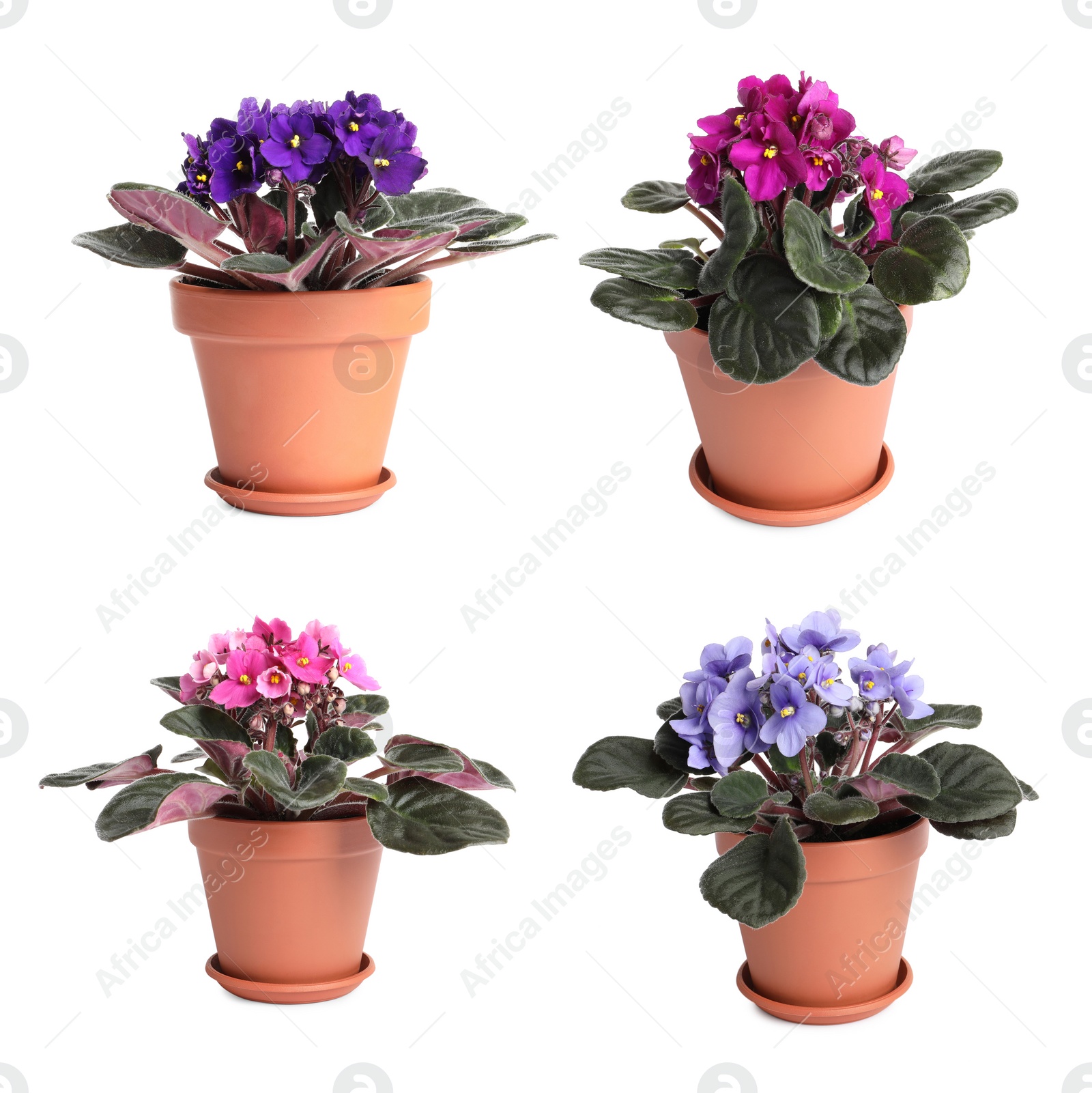 Image of Set with beautiful violet flowers on white background