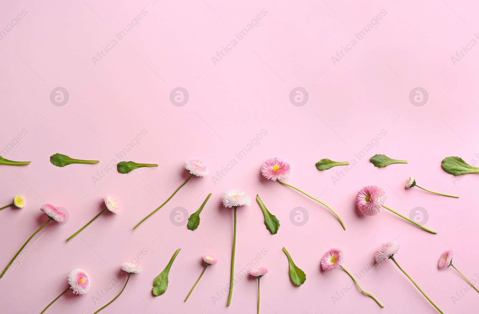 Photo of Flat lay composition with blooming daisies and space for text on color background. Spring flowers