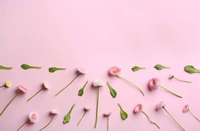 Flat lay composition with blooming daisies and space for text on color background. Spring flowers