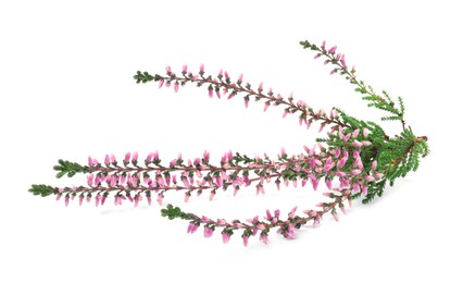 Photo of Branch of heather with beautiful flowers isolated on white