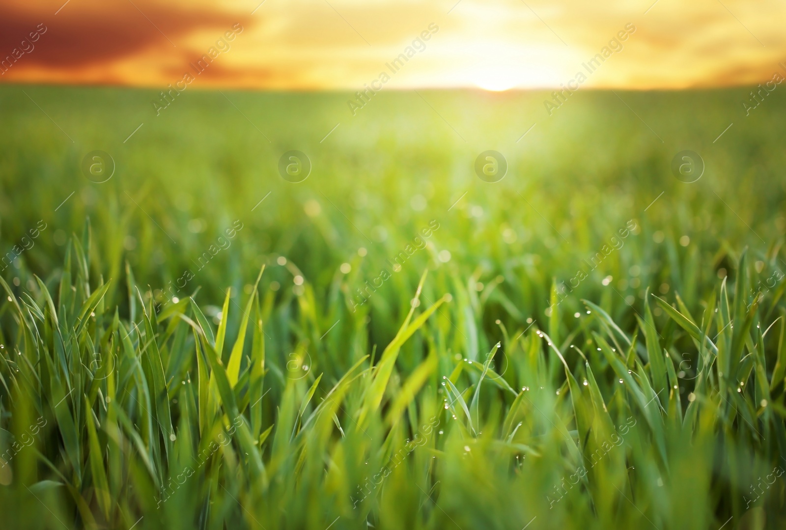 Photo of Young green grass with dew drops in field on spring morning