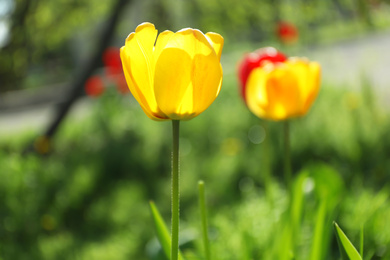 Photo of Blossoming tulips outdoors on sunny spring day