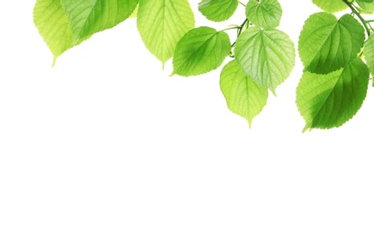 Photo of Branch with green leaves on white background