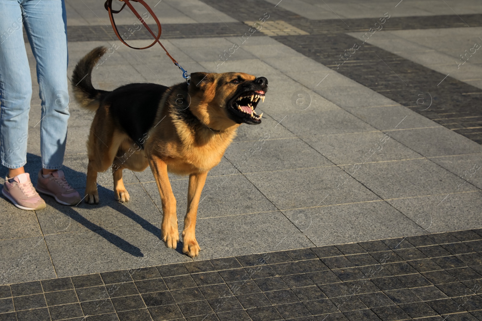 Photo of Woman with her aggressive dog walking outdoors, closeup