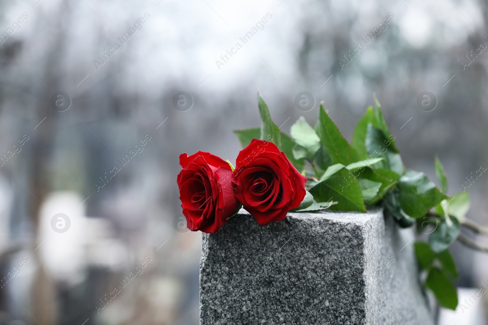 Photo of Red roses on grey granite tombstone outdoors. Funeral ceremony