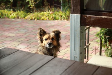 Photo of Cute stray dog outdoors on sunny day