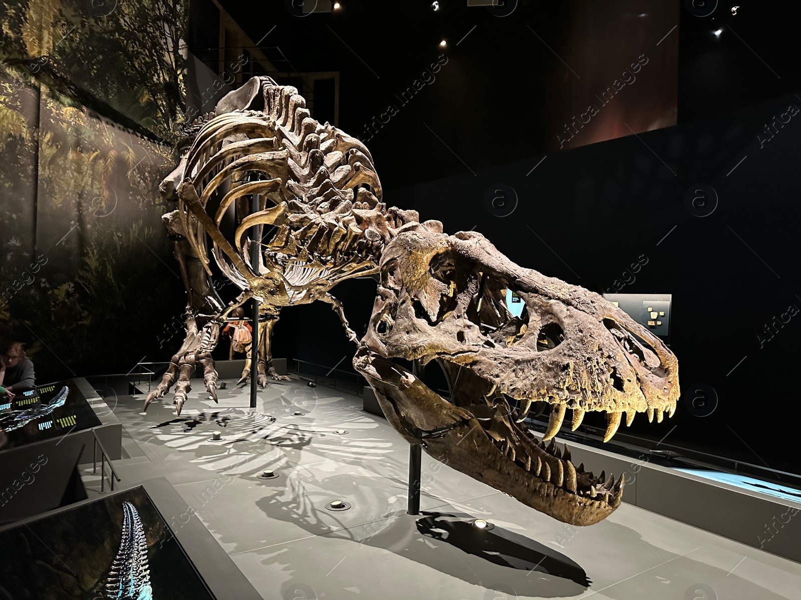 Photo of Leiden, Netherlands - November 19, 2022: Life size skeleton of Tyrannosaur in museum