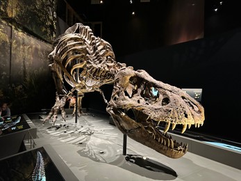 Leiden, Netherlands - November 19, 2022: Life size skeleton of Tyrannosaur in museum