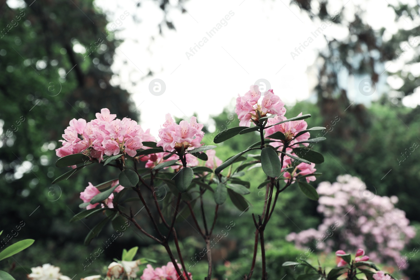 Photo of Beautiful tiny tropical flowers in botanical garden, closeup